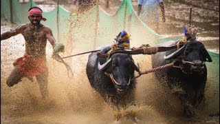 #kambala |ಹೊಕ್ಕಡಿಗೊಳಿ ಕಂಬಳ 2023-24| ಮಾಣಿ ಗುತ್ತು vs ನಿರೆೇಬದ್ರ ಗುತ್ತು |