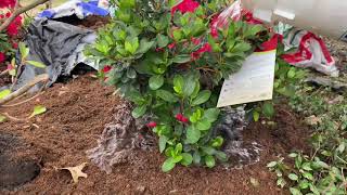 Azaleas Mature Bed How to Plant new Azaleas PH Improvement