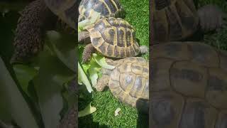 tortoises