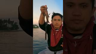 Black  Baby Groupers  #shortsvideo  #Fishing #Groupers #Fish #Viralshorts