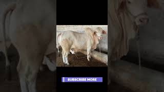 Bakra Eid 2021,Eid Ul Adha 2021,Biggest Bull In Pakistan 2021,Qurbani Ka Janwar,#Shorts