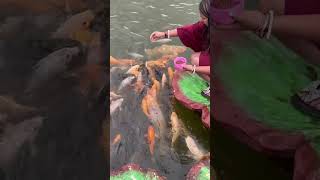 feeding the colourful fishes 🐟🐠🐟| Bali 🎏🎏 #shorts #shortvideo #viral