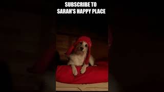 The head tilt at the end is the cutest - Dog video #shorts