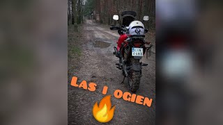 LAS I OGIEŃ