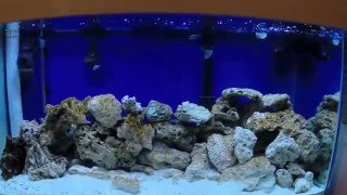 90 Gallon Saltwater Aquarium