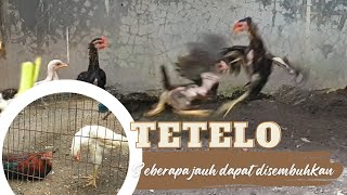 TETELO pada ayam  bisakah menjadi NORMAL KEMBALI 📌