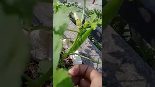 Okra plant (lady's fingers)