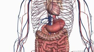 Introduction to the Digestive System Part 2 - Oesophagus and Stomach - 3D Anatomy Tutorial