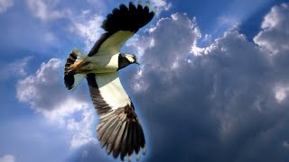 Чибисы. Брачные полеты и голос чибисов. Lapwings. Mating flights and the voice of lapwings.