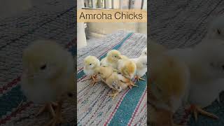 Amroha Aseel Chicks #aseel #birds #shorts #youtubeshorts #foryou #viral #trending #tiktok #chicks