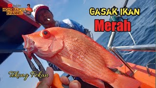 Frenzy ikan Merah di mukah | Tekong Pekan | part 1