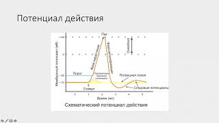 25 мая  ФДПО  Нейропсихология