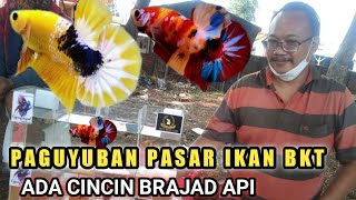 SURVEY HARGA IKAN CUPANG || Pasar ikan hias BKT