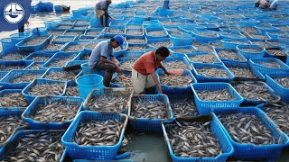 Harvest Millions of Shrimp To Make Delicious Tempura!