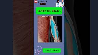 Identify the Muscle of upper limb quiz #anatomy #humananatomy #upperlimuscles