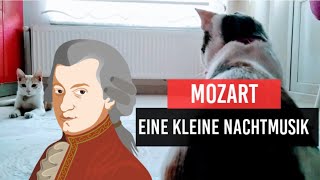 CATS WITH MOZART'S MUSIC