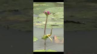 frog try to caught dragonfly and success #animal #wild #amazing #like #subscribe #fight