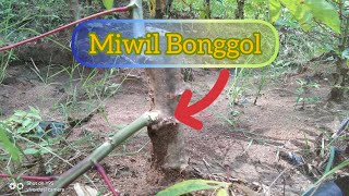 Miwil Bonggol Singkong