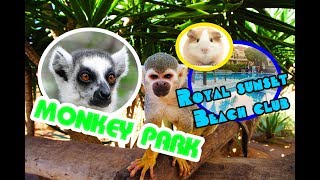 ТЕНЕРИФЕ / MONKEY PARK / ROYAL SUNSET BEACH CLUB ОБЗОР