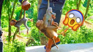 Oh, my goddess!!! the mother monkey pushed the tiny baby into the forest and left abandoned baby