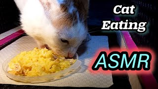 my cat ASMR_cat sound