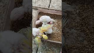 Cute baccha#birds #youtubeshorts #parrot ...