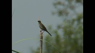 A precious grassland species! Bristled grassbird (male, calling).