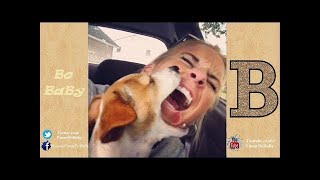 Guilty Puppies Are So Cute And So Funny   Ultimate Guilty Puppies Compilation 2017 - VideoStudio