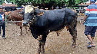 12500‼️PEGON JOGROG SIAP QURBAN || Sapi bakalan jogrog sepi pembeli ,harga hancurr || Pasar Tuban