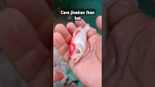 Ikan koi jinak#shorts