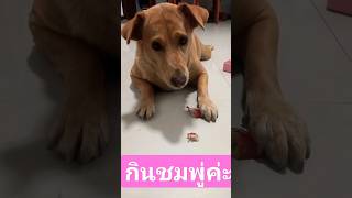 อร่อยๆค่ะ น้องซิงๆกินชมพู่ #youtubeshorts #animals #dog #pets #หมา  #shorts