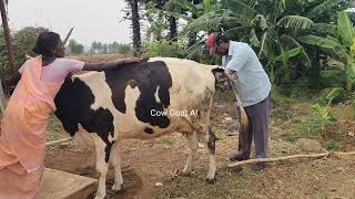 Artificial insemination Two  CBHF Cows.