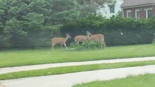 Deer in Windsor Heights - Sunset Terrace