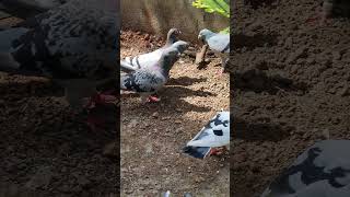 Pigeons having some natural minerals #racingpigeon #pigeon #youtubeshorts