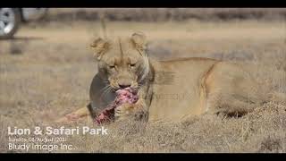 LIONESS EATING ~ Lion and Safari Park -South Africa Tourist Attraction Destination