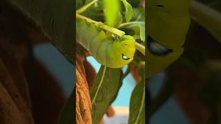 Green big caterpillar, Thailand