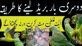 Ringneck parrot sy dosri bar breed leny ka tarika / Urdu Hindi