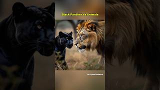 Black Panther Vs Animals (Lion, Polar Bear, Wolf)