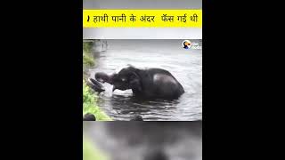 hathi 2 ya 3 din se phasi hai pani me #hathi #helping #shorts