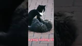 kucing birahi