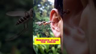 Mosquito plays the violin 😱#funny #funnyvideo