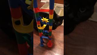 I built the tallest marble run I could. My cat had opinions. #marblerun #cat