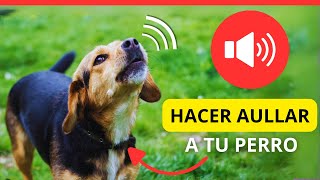 6 sonidos para Hacer Aullar a un Perro 🐶🔊 Sonidos para perros