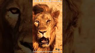 Lion | Wild Animals #shorts #wildlife #animal