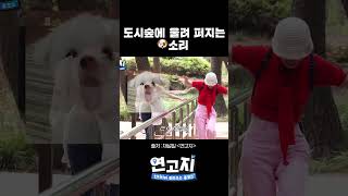 하찮은 말티즈들의 웅장한 대결 #shorts