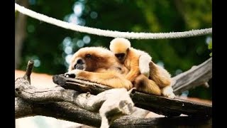 White Handed Gibbon relaxing under wonderful sunshine