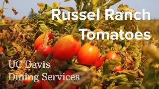 UC Davis Dining Services - Russell Ranch Tomatoes