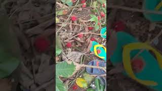 HARVESTING RAMBUTAN #shorts #harvesting