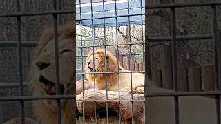 Captivating Wildlife Footage: Exquisite White Lions at the Zoo