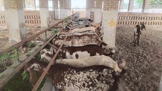 Goat Farming in Pakistan | small goat farm | Goat farming | Goat farming business in Pakistan